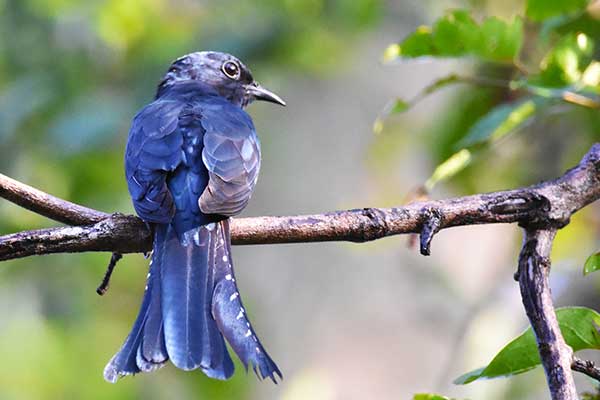 Birds at Wasgamuwa national park Sri Lanka