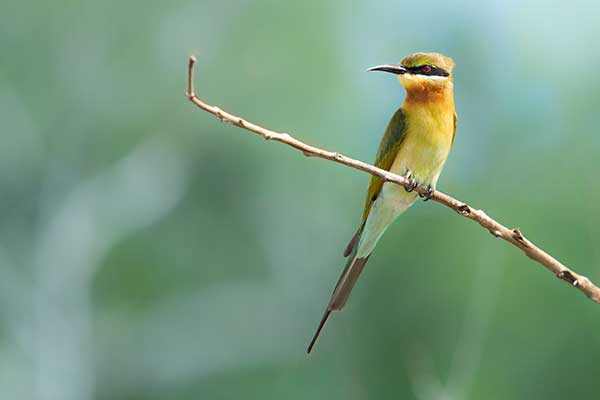 Birds at Bundala national park Sri Lanka