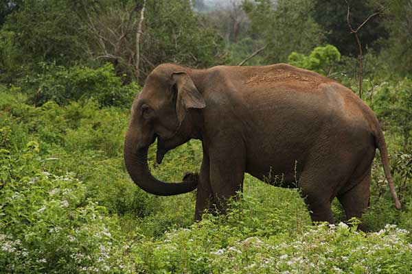 Elephant at Udawalawe national park Sri Lanka