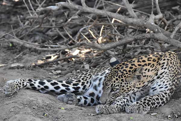 Leopard at Kumana national park Sri Lanka