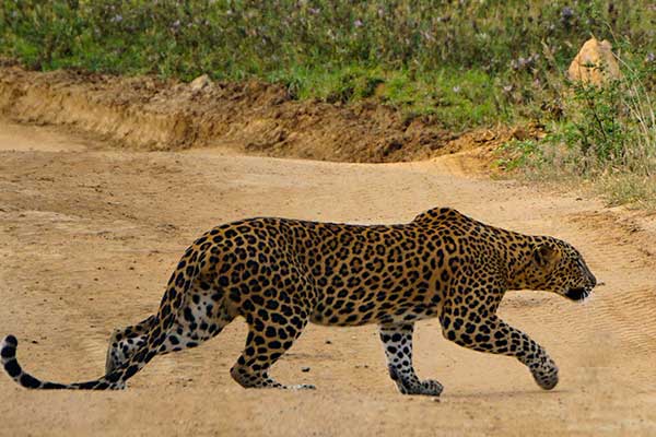 Leopard at Yala National Park Sri Lanka
