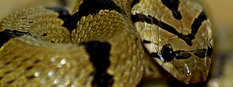 Snake at the Yala National Park