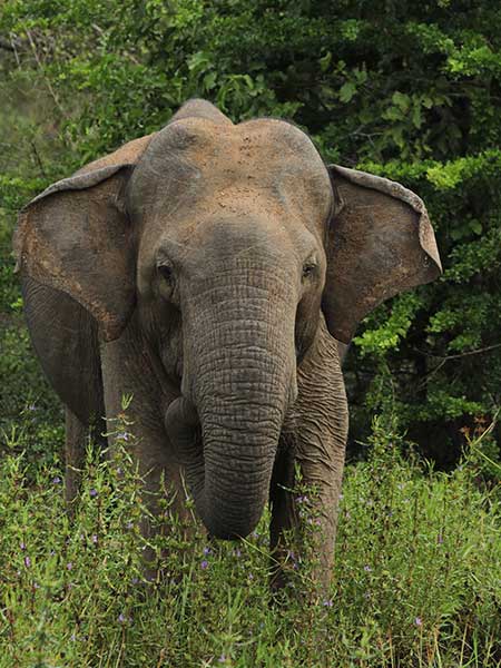 Elephant at Yala National Park