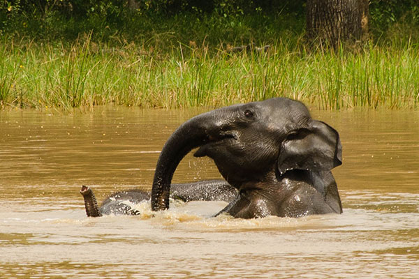 Elephant bathing in a lake