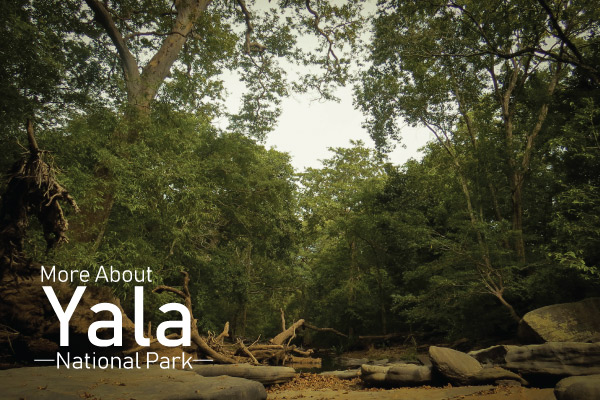Scenic Nature in Yala Park Sri Lanka